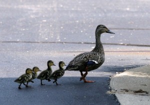ducks2